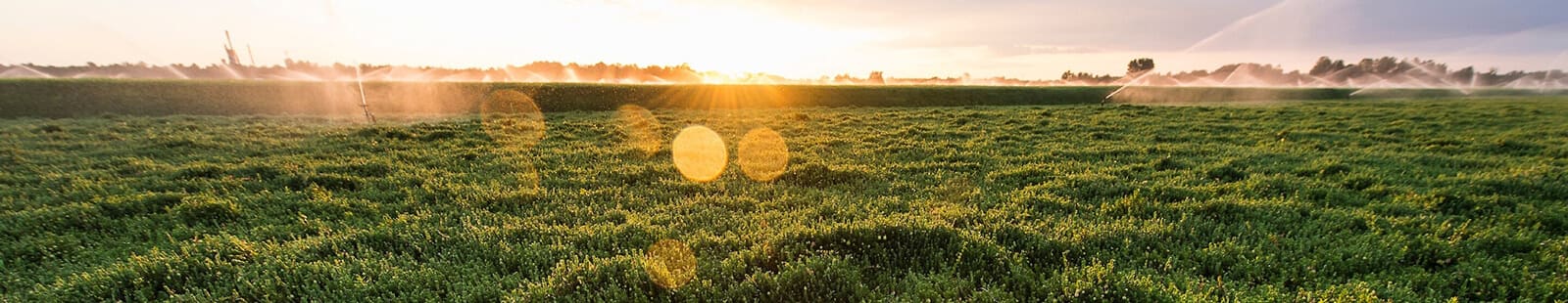 Sun rising over a Wisconsin field