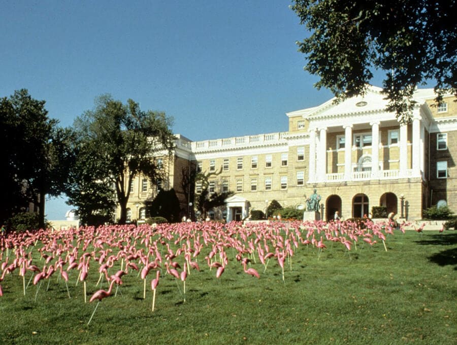 Hundreds of pink flamingo lawn ornaments decorate Bascom Hill.