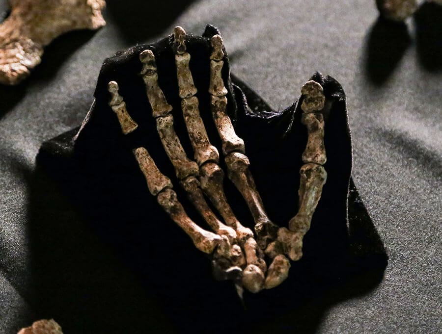 Bone fragments that form a hand on display