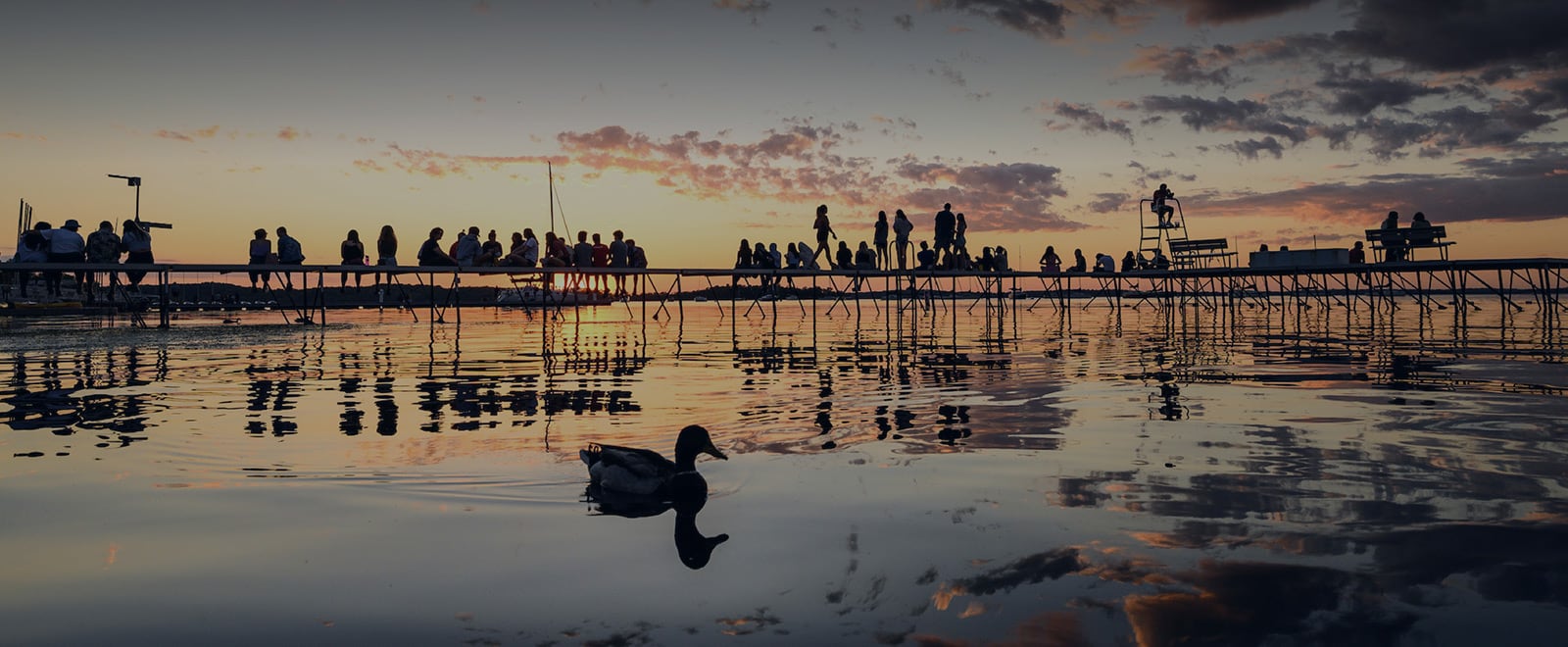 Duck swimming on Lake Mendota including silhouettes of people in the late-afternoon sunset.