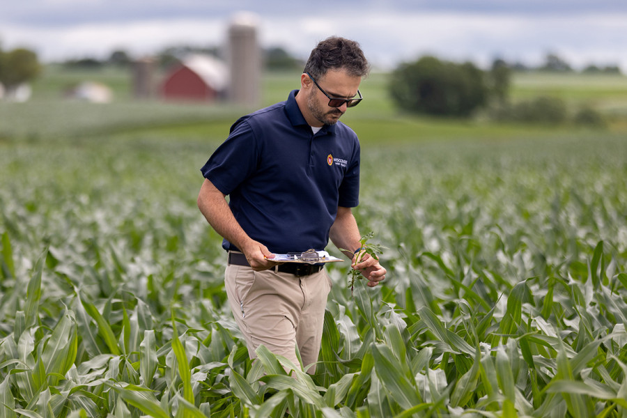 Rodrigo Werle holds a clipboard in one hand and a weed stalk in the other hand as he walks through corn fields.