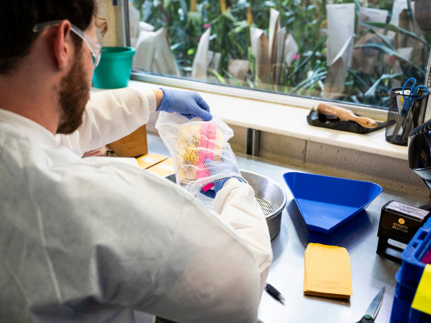 A man wears a white lab coat and blue latex gloves while sitting at a research bend. He pulls out corn kernels from a bag above a stainless steel bowl.