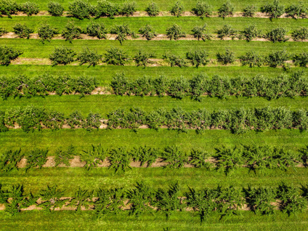 Aerial view of green apple orchards