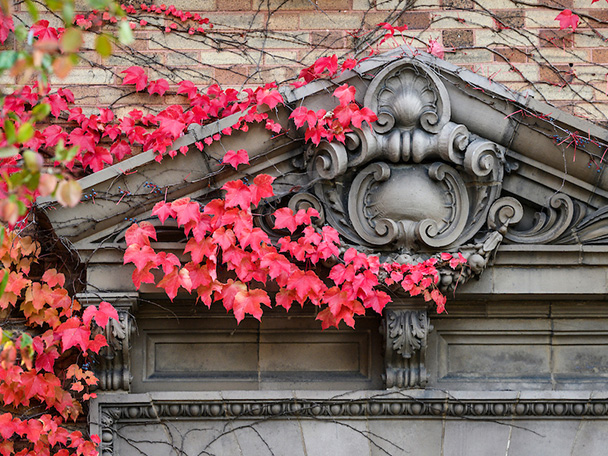 Green, orange and red ivy cover an ornate architectural detail on a campus building.