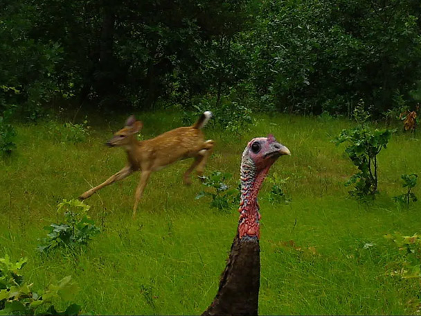 A turkey looks at a trail cam while a deer runs behind it.