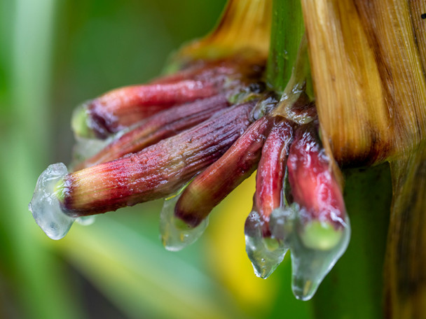 A gel-like substance drips off the colorful aerial roots of a stalk of corn.