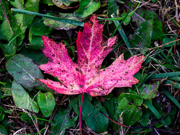 Single red leaf lying on top of green grass