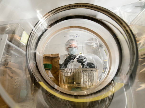 A person wearing a hair net, mask, gloves and protective gown, works with a mouse in a laboratory setting.