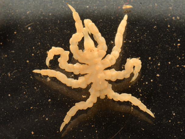 A close-up of a pale sea spider with light-colored, spindly, segmented legs set against a dark background.