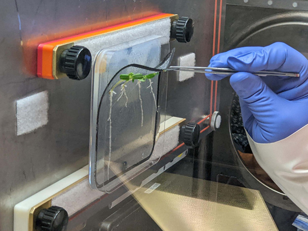 Photo of a small tomato plant growing on a mesh screen inside a sterile laboratory hood. To the right, a hand wearing a blue glove uses tweezers to pull the plant from the mesh.
