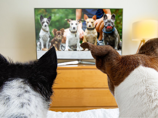 In a photo shot from behind, two dogs sit on a sofa and watch dogs on a TV screen in a living room.