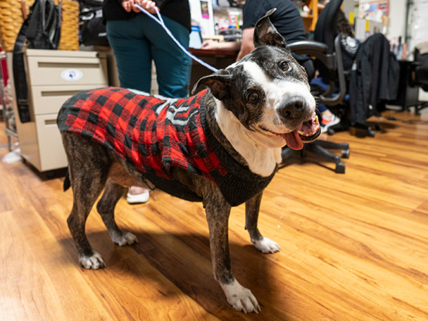 A dog wearing a red and black plaid jacket looks at the camera with its mouth open.