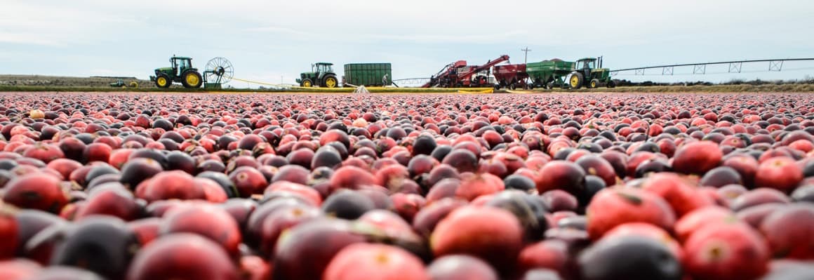 Cranberry harvest
