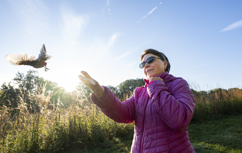 A volunteer lifts their arms to release a bird that flies out of their hands.
