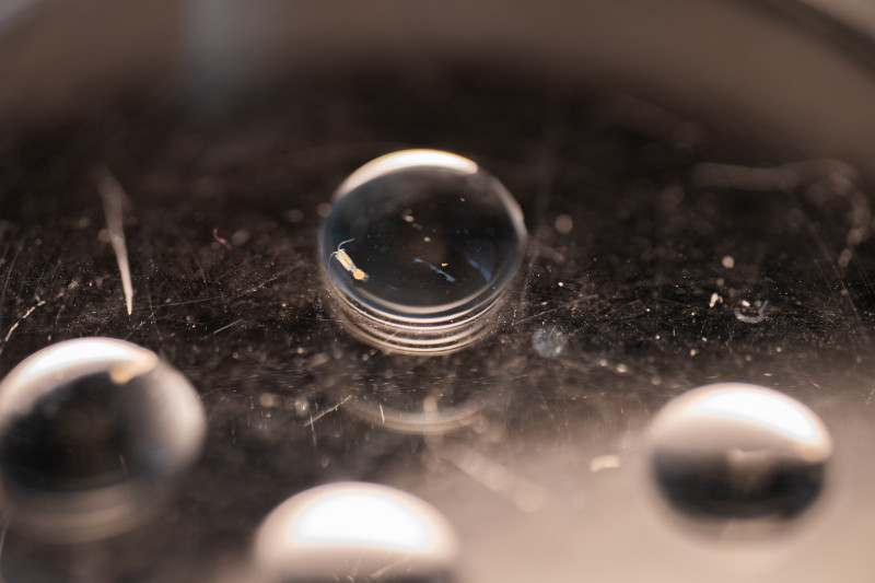 A tiny, female copepod swims in a drop of water