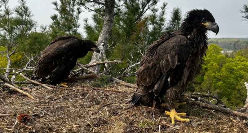 Two young eagles stand in a nest.