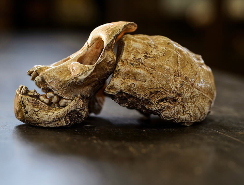 Fossilized skull of a child found in South Africa in 1924