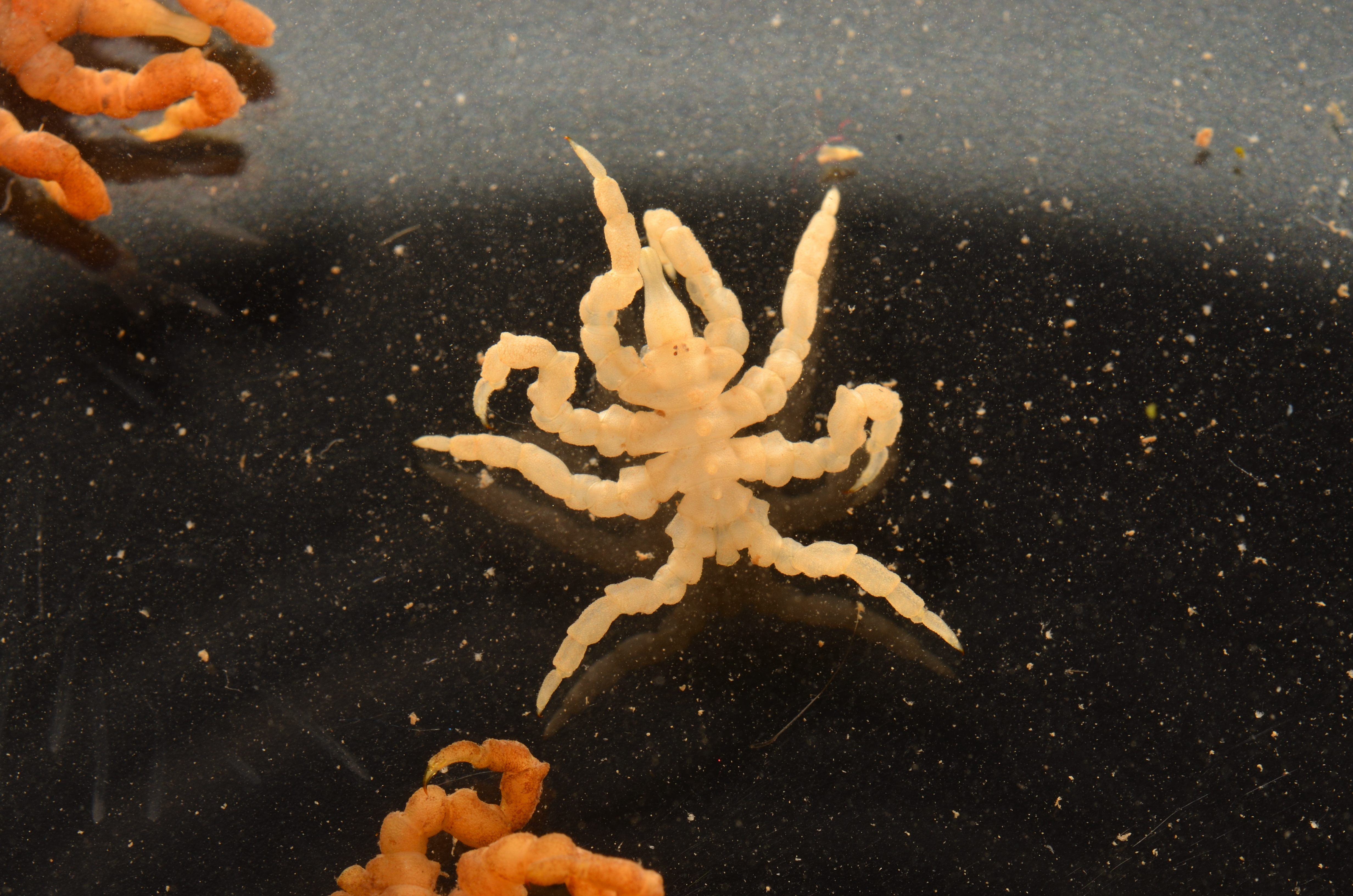 An image of the knotty sea spider, Pycnogonum litorale