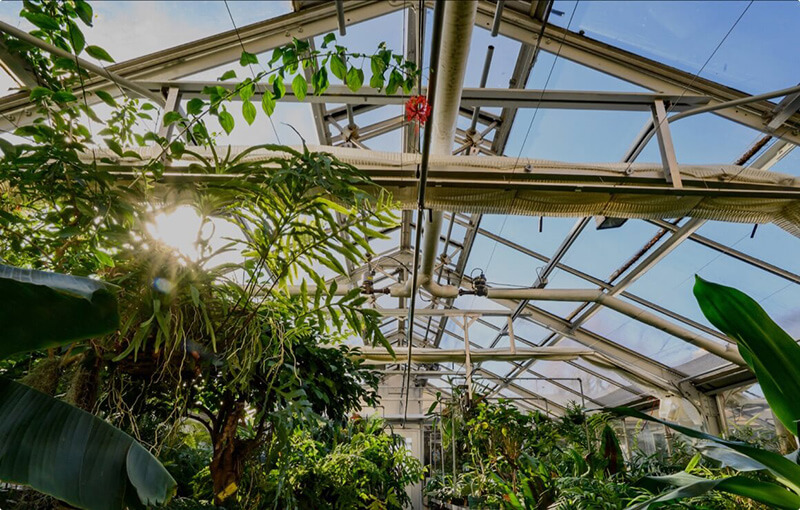 Green plants inside the Botany greenhouse